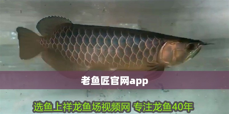 老魚匠官網(wǎng)app 老魚匠官網(wǎng)app 龍魚百科