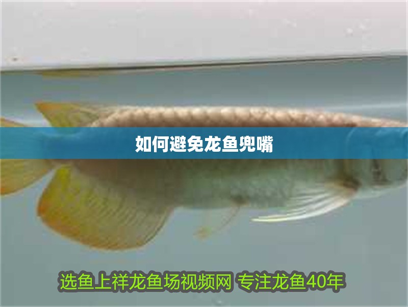 如何避免龍魚兜嘴