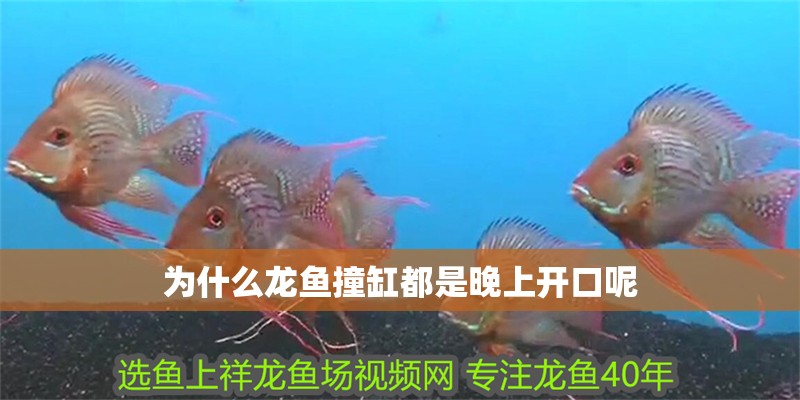 為什么龍魚撞缸都是晚上開口呢 為什么龍魚撞缸都是晚上開口呢 龍魚百科