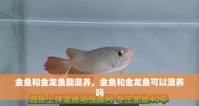 金魚和金龍魚能混養(yǎng)，金魚和金龍魚可以混養(yǎng)嗎