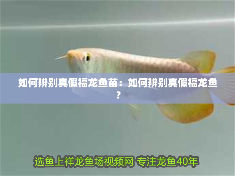 如何辨別真假福龍魚苗：如何辨別真假福龍魚？