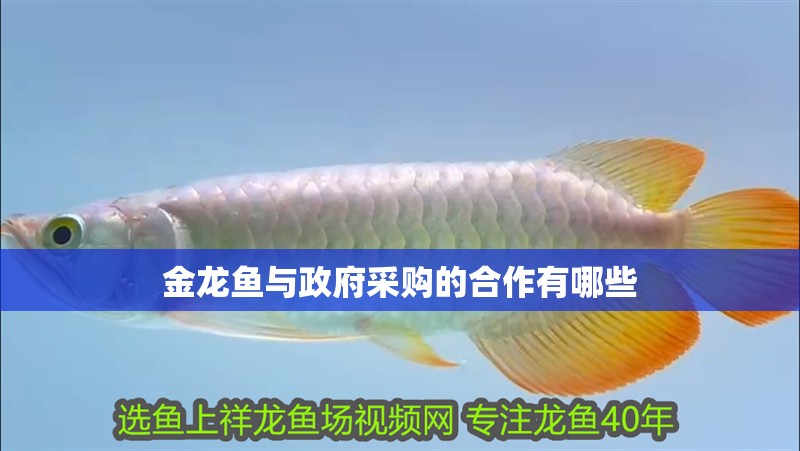 金龍魚與政府采購的合作有哪些
