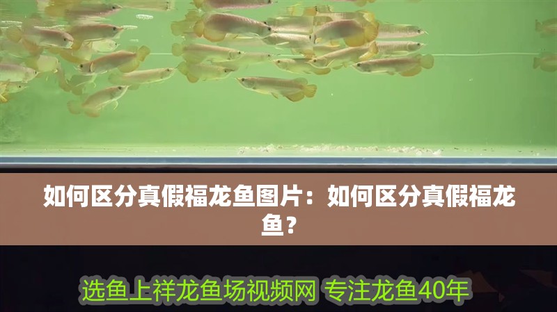如何區(qū)分真假福龍魚圖片：如何區(qū)分真假福龍魚？