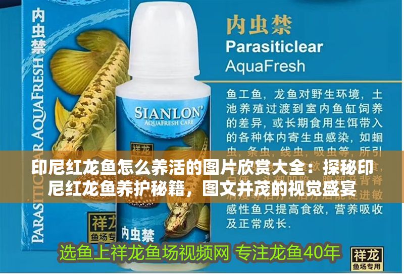 印尼紅龍魚怎么養活的圖片欣賞大全：探秘印尼紅龍魚養護秘籍，圖文并茂的視覺盛宴