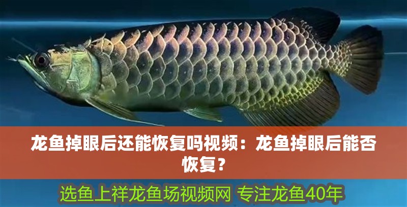 龍魚掉眼后還能恢復(fù)嗎視頻：龍魚掉眼后能否恢復(fù)？