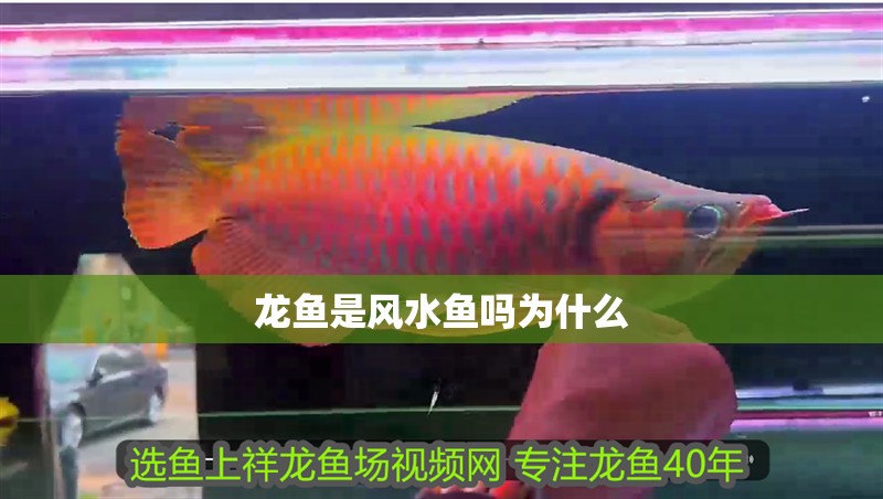 龍魚是風水魚嗎為什么 龍魚是風水魚嗎為什么 龍魚百科