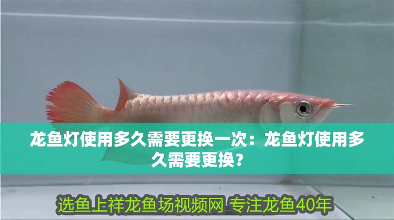 龍魚(yú)燈使用多久需要更換一次：龍魚(yú)燈使用多久需要更換？