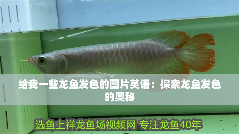 給我一些龍魚發色的圖片英語：探索龍魚發色的奧秘