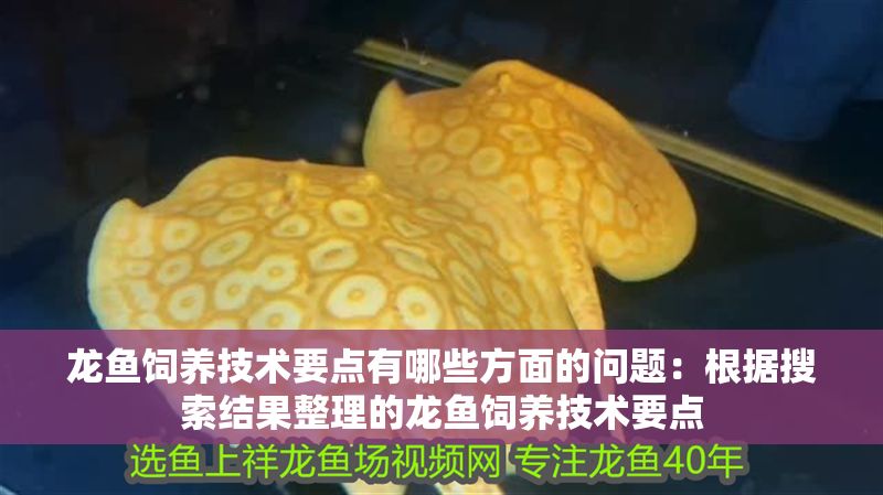 龍魚飼養技術要點有哪些方面的問題：根據搜索結果整理的龍魚飼養技術要點