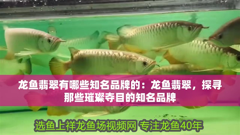 龍魚翡翠有哪些知名品牌的：龍魚翡翠，探尋那些璀璨奪目的知名品牌
