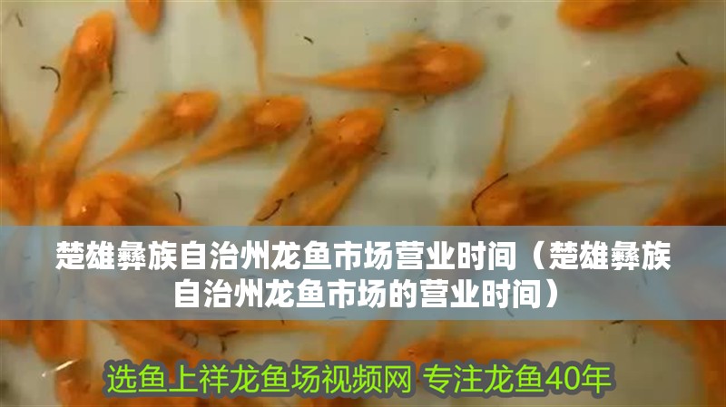 楚雄彝族自治州龍魚市場營業時間（楚雄彝族自治州龍魚市場的營業時間）