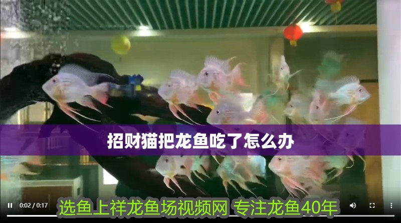 招財貓把龍魚吃了怎么辦