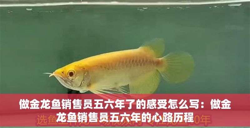 做金龍魚銷售員五六年了的感受怎么寫：做金龍魚銷售員五六年的心路歷程