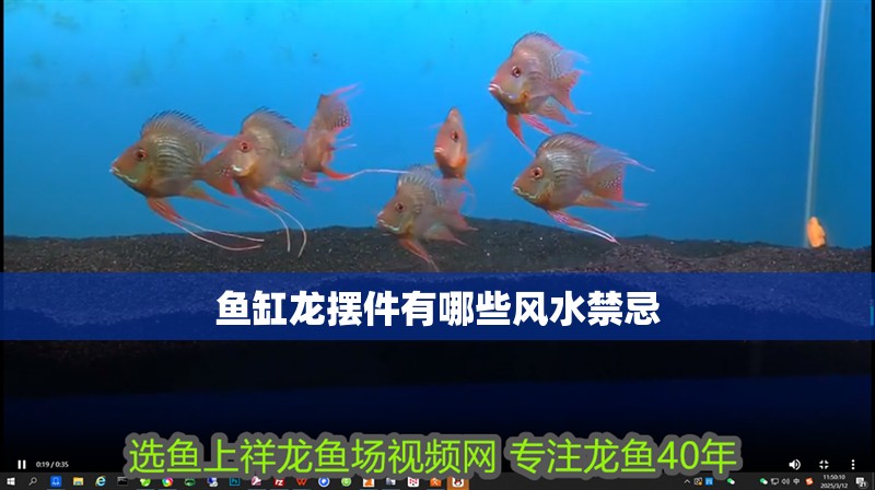 魚缸龍擺件有哪些風水禁忌 魚缸龍擺件有哪些風水禁忌 龍魚百科