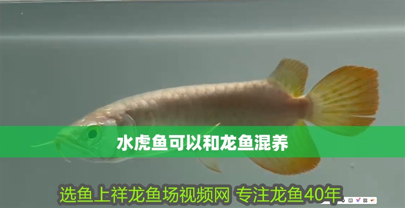 水虎魚可以和龍魚混養