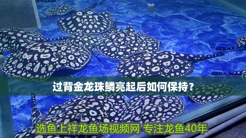 過背金龍珠鱗亮起后如何保持？