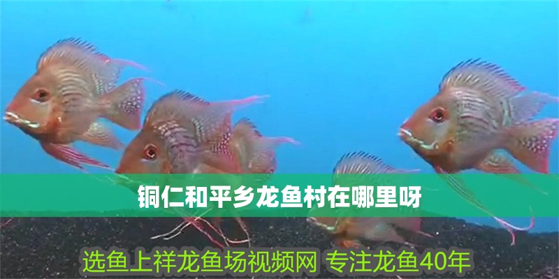 銅仁<strong><mark>和平</mark></strong>鄉龍魚村在哪里呀