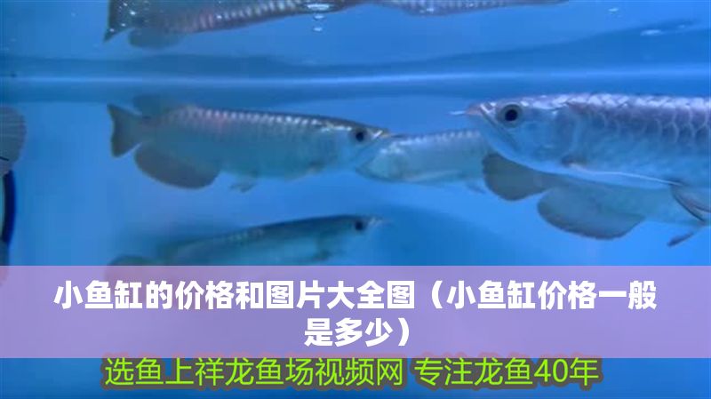 小魚缸的價格和圖片大全圖（小魚缸價格一般是多少）