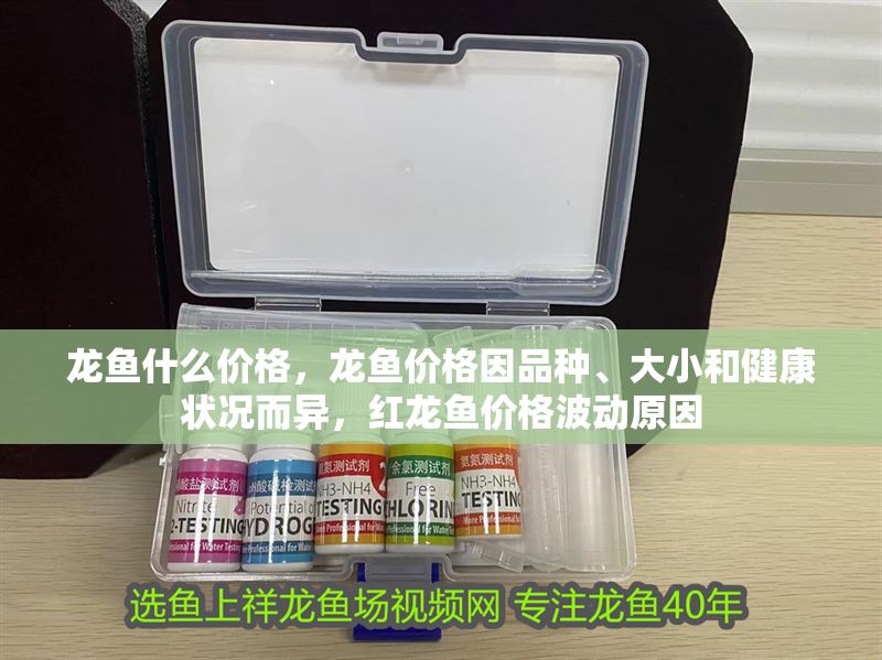 龍魚什么價格，龍魚價格因品種、大小和健康狀況而異，紅龍魚價格波動原因