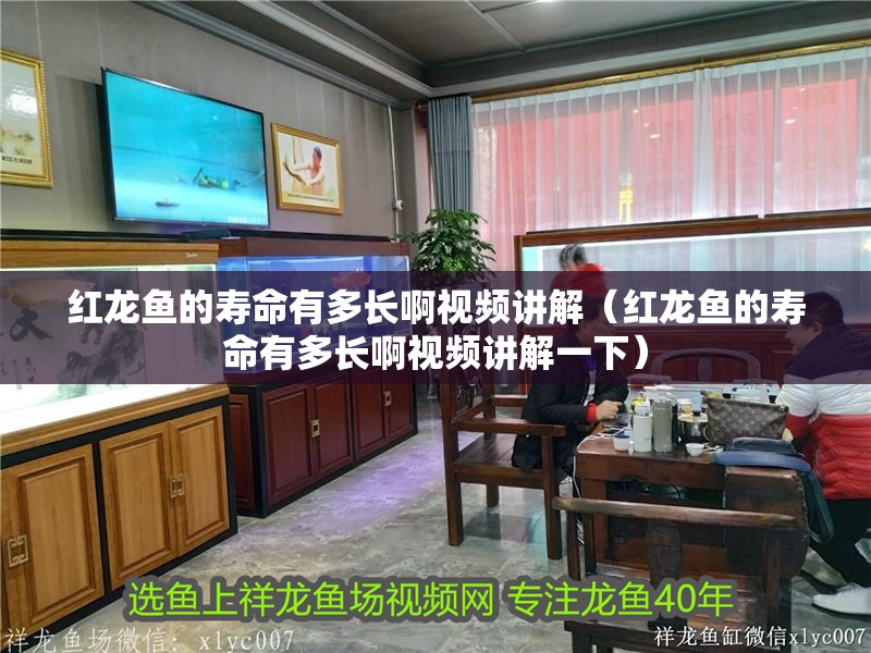紅龍魚的壽命有多長啊視頻講解（紅龍魚的壽命有多長啊視頻講解一下）