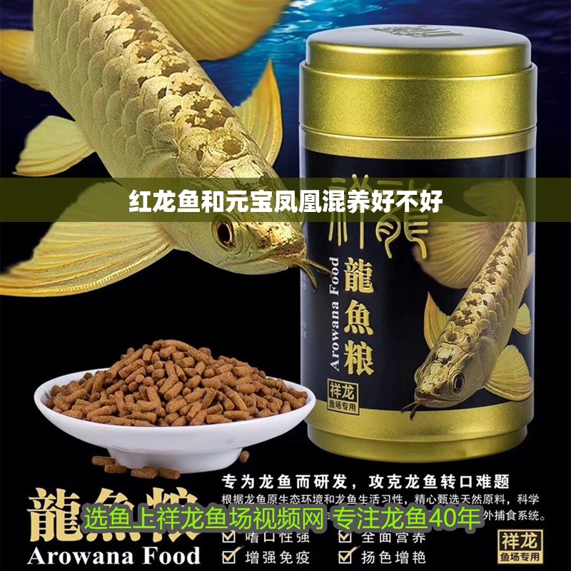 紅龍魚和元寶鳳凰混養(yǎng)好不好