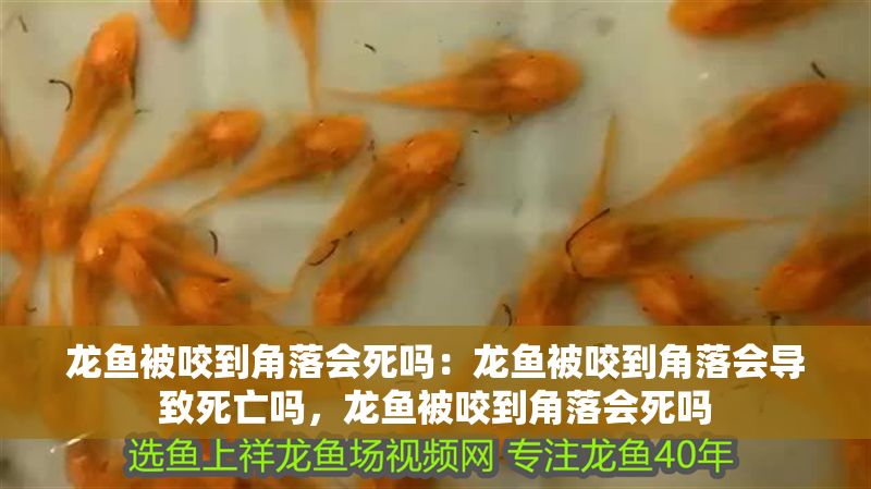 龍魚(yú)被咬到角落會(huì)死嗎：龍魚(yú)被咬到角落會(huì)導(dǎo)致死亡嗎，龍魚(yú)被咬到角落會(huì)死嗎 龍魚(yú)被咬到角落會(huì)死嗎：龍魚(yú)被咬到角落會(huì)導(dǎo)致死亡嗎，龍魚(yú)被咬到角落會(huì)死嗎 龍魚(yú)百科 第2張