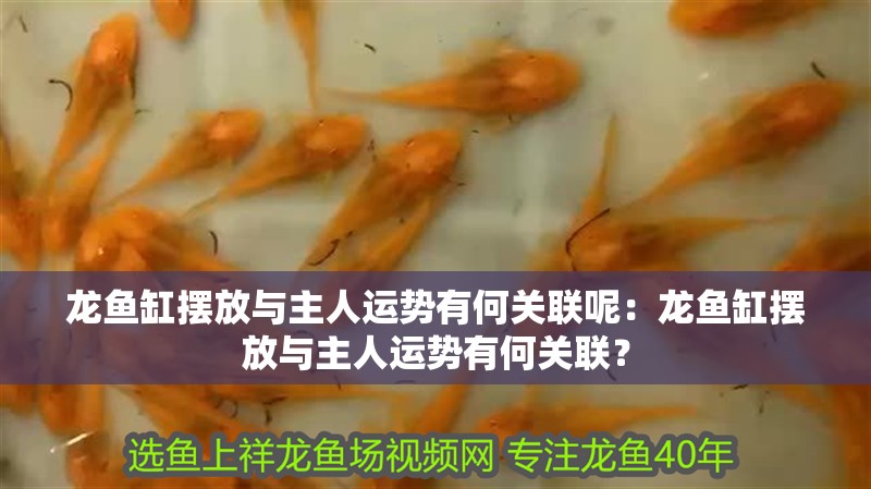 龍魚缸擺放與主人運勢有何關聯呢：龍魚缸擺放與主人運勢有何關聯？