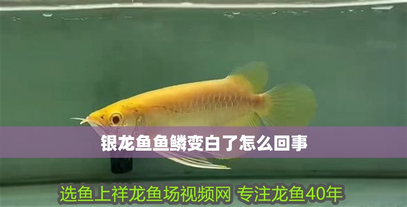 銀龍魚魚鱗變白了怎么回事