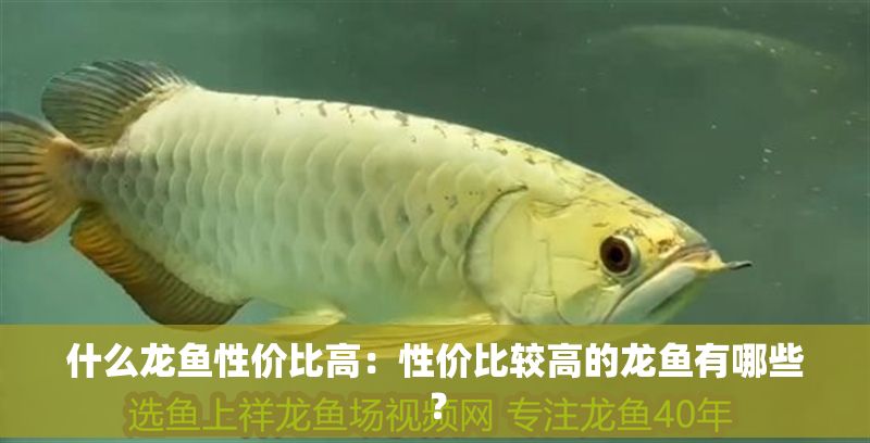 什么龍魚性價比高：性價比較高的龍魚有哪些？