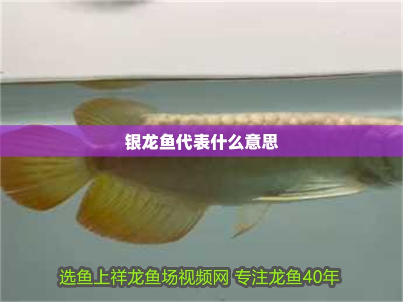 銀龍魚代表什么意思