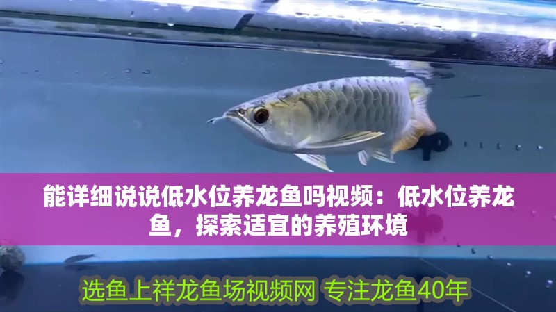 能詳細說說低水位養龍魚嗎視頻：低水位養龍魚，探索適宜的養殖環境 能詳細說說低水位養龍魚嗎視頻：低水位養龍魚，探索適宜的養殖環境 水族問答