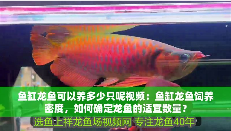 魚缸龍魚可以養(yǎng)多少只呢視頻：魚缸龍魚飼養(yǎng)密度，如何確定龍魚的適宜數(shù)量？