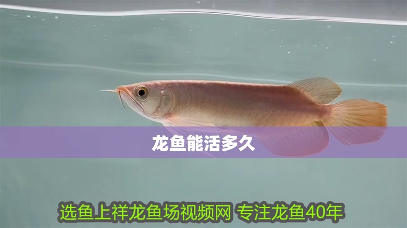龍魚能活多久