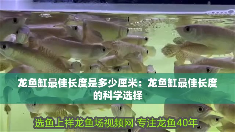 龍魚缸最佳長度是多少厘米：龍魚缸最佳長度的科學選擇
