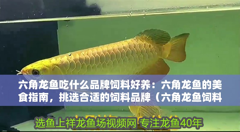 六角龍魚吃什么品牌飼料好養：六角龍魚的美食指南，挑選合適的飼料品牌（六角龍魚飼料品牌） 六角龍魚吃什么品牌飼料好養：六角龍魚的美食指南，挑選合適的飼料品牌（六角龍魚飼料品牌） 水族問答