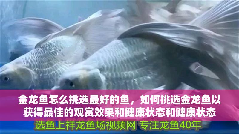 金龍魚怎么挑選最好的魚，如何挑選金龍魚以獲得最佳的觀賞效果和健康狀態和健康狀態 金龍魚怎么挑選最好的魚，如何挑選金龍魚以獲得最佳的觀賞效果和健康狀態和健康狀態 龍魚百科 第2張