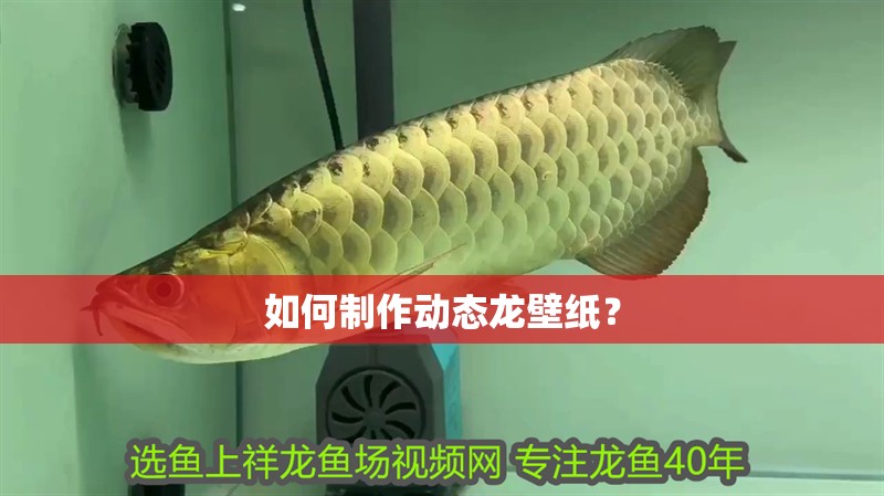 如何制作動態龍壁紙？