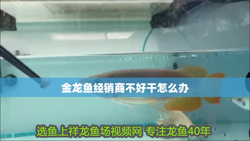 金龍魚經銷商不好干怎么辦
