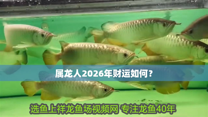 屬龍人2026年財(cái)運(yùn)如何？