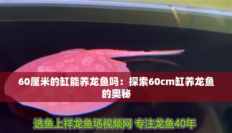60厘米的缸能養龍魚嗎：探索60cm缸養龍魚的奧秘