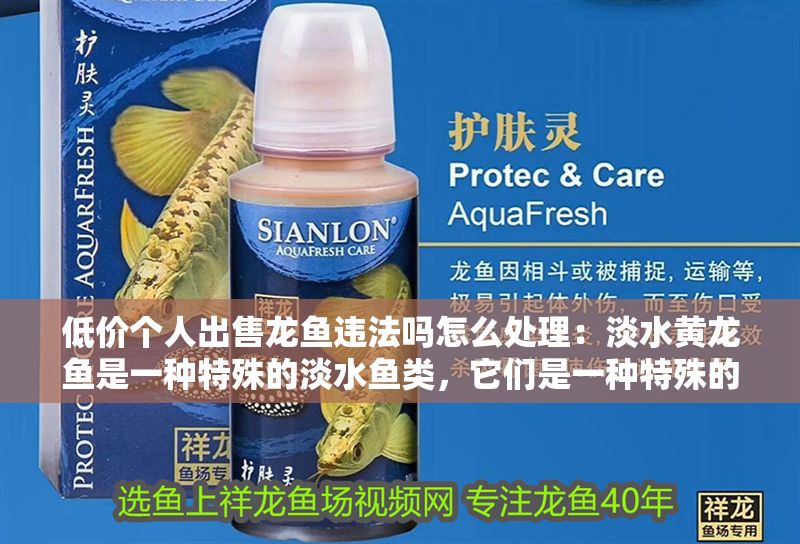 低價個人出售龍魚違法嗎怎么處理：淡水黃龍魚是一種特殊的淡水魚類，它們是一種特殊的淡水魚類