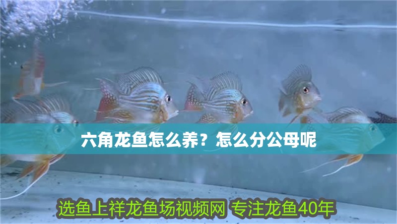 六角龍魚(yú)怎么養(yǎng)？怎么分公母呢
