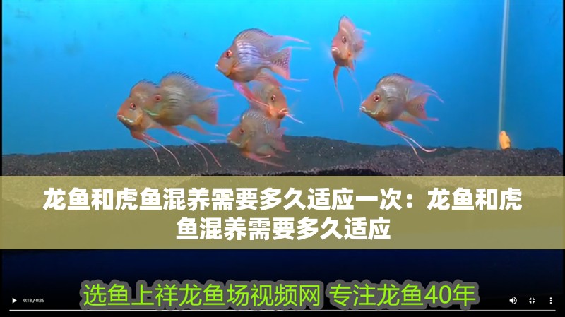 龍魚和虎魚混養需要多久適應一次：龍魚和虎魚混養需要多久適應