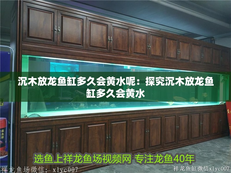 沉木放龍魚缸多久會黃水呢：探究沉木放龍魚缸多久會黃水