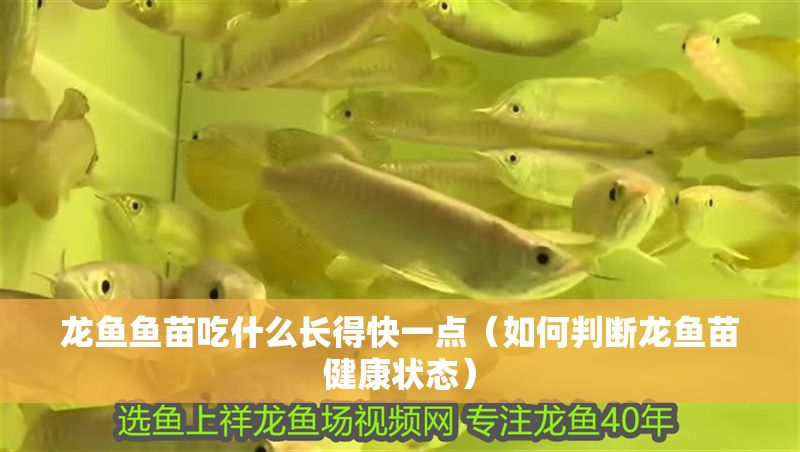 龍魚魚苗吃什么長得快一點（如何判斷龍魚苗健康狀態）