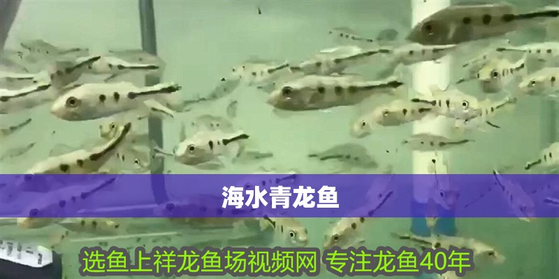 海水青龍魚