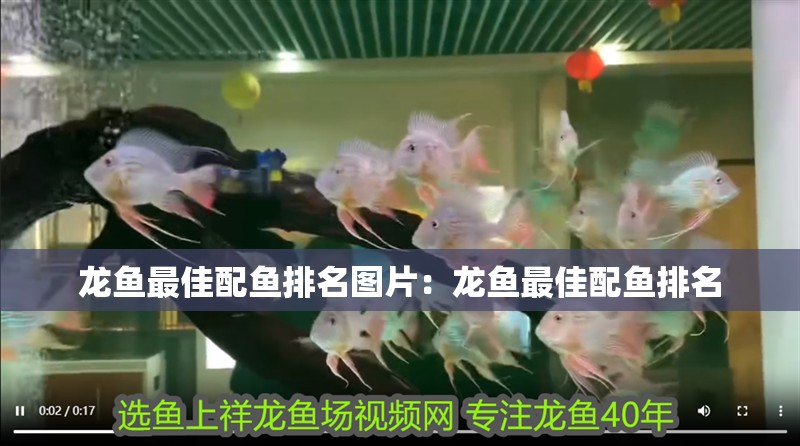 龍魚最佳配魚排名圖片：龍魚最佳配魚排名
