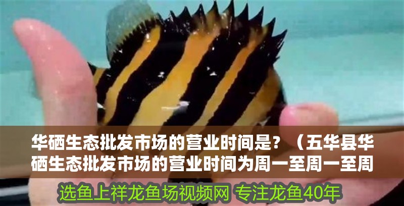 華硒生態批發市場的營業時間是？（五華縣華硒生態批發市場的營業時間為周一至周一至周日） 華硒生態批發市場的營業時間是？（五華縣華硒生態批發市場的營業時間為周一至周一至周日） 龍魚百科