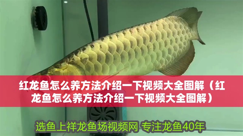 紅龍魚怎么養方法介紹一下視頻大全圖解（紅龍魚怎么養方法介紹一下視頻大全圖解） 紅龍魚怎么養方法介紹一下視頻大全圖解（紅龍魚怎么養方法介紹一下視頻大全圖解） 龍魚百科