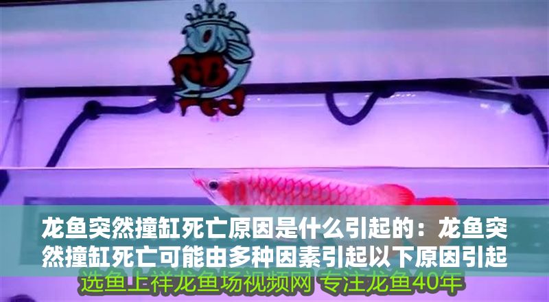 龍魚突然撞缸死亡原因是什么引起的：龍魚突然撞缸死亡可能由多種因素引起以下原因引起 龍魚突然撞缸死亡原因是什么引起的：龍魚突然撞缸死亡可能由多種因素引起以下原因引起 龍魚百科 第2張